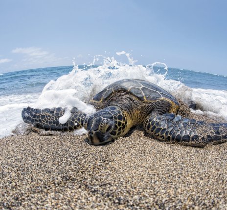 Meeresschildkröte am Strand von Hawaii © Andrea Izzotti-fotolia.com