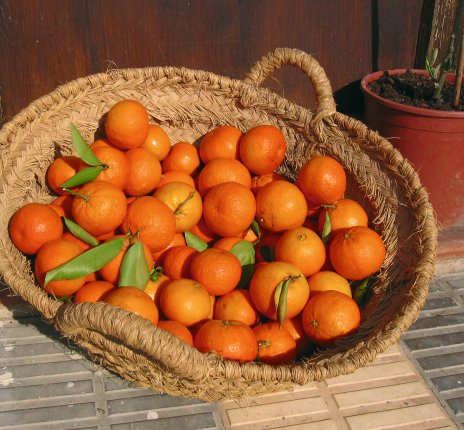 Mandarinen © Katalogwerkstatt