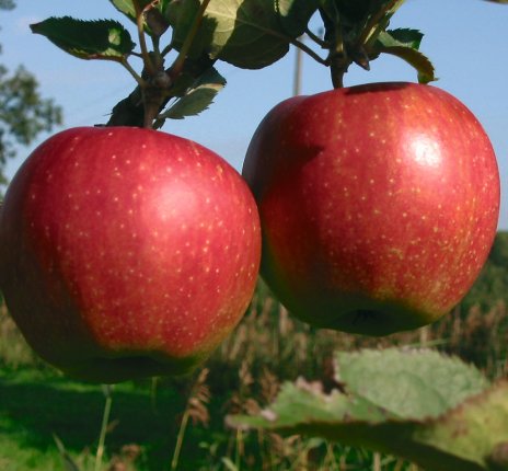 Äpfel aus dem Alten Land © Katalogwerkstatt/Lang