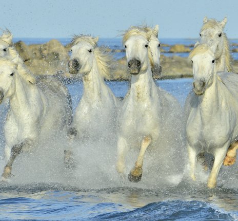 Die weißen Pferde der Camargue © Uryadnikov Sergey-fotolia.com