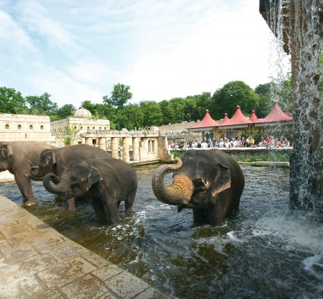 Erlebniszoo Hannover - Elefanten im Dschungelpalast © Erlebniszoo Hannover