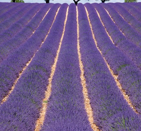 Lavendelfeld © ChantalS-fotolia.com