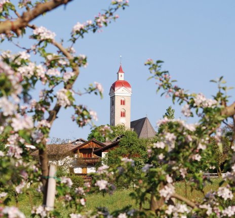 Apfelblüte in Natz-Schabs 
