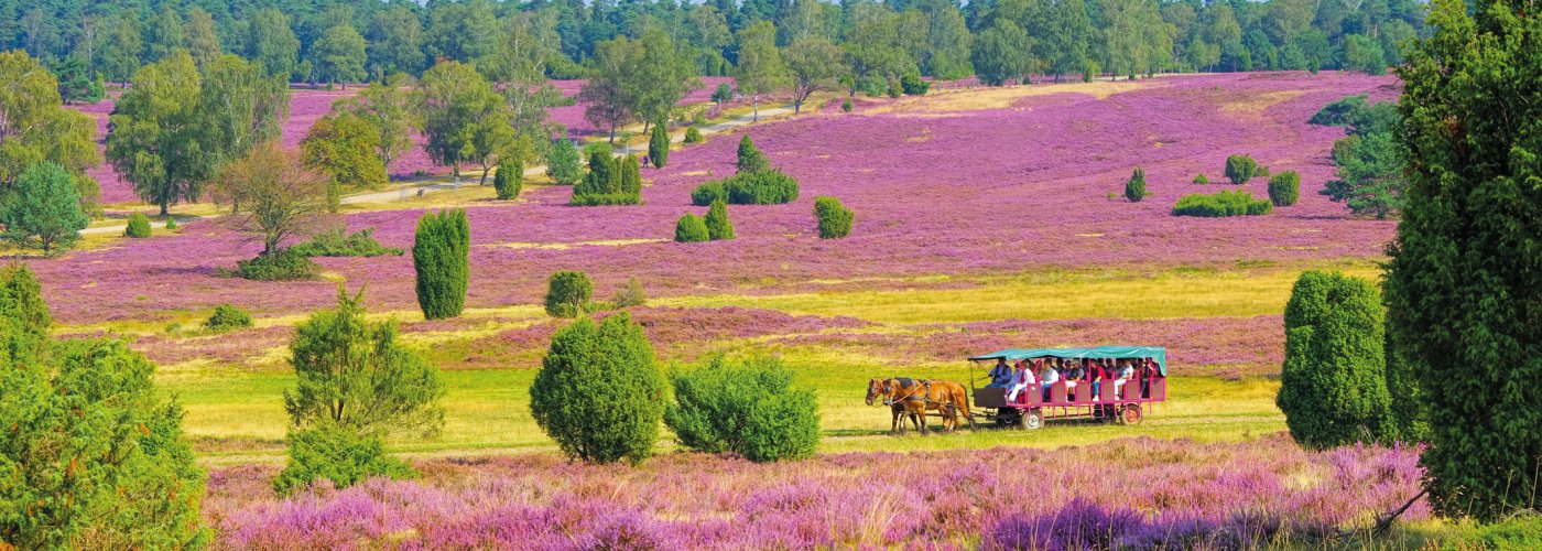 Kutschfahrt durch die blühende Lüneburger Heide 