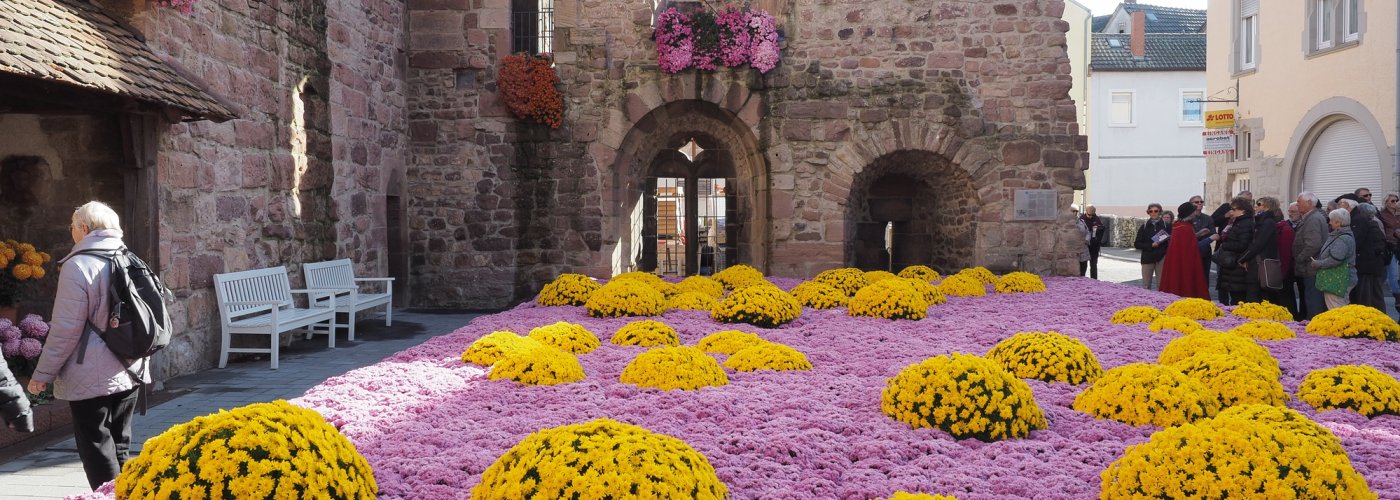 Chrysanthema Lahr